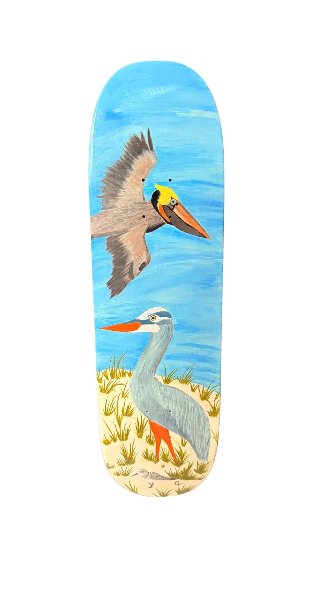 Birds of Pensacola Beach